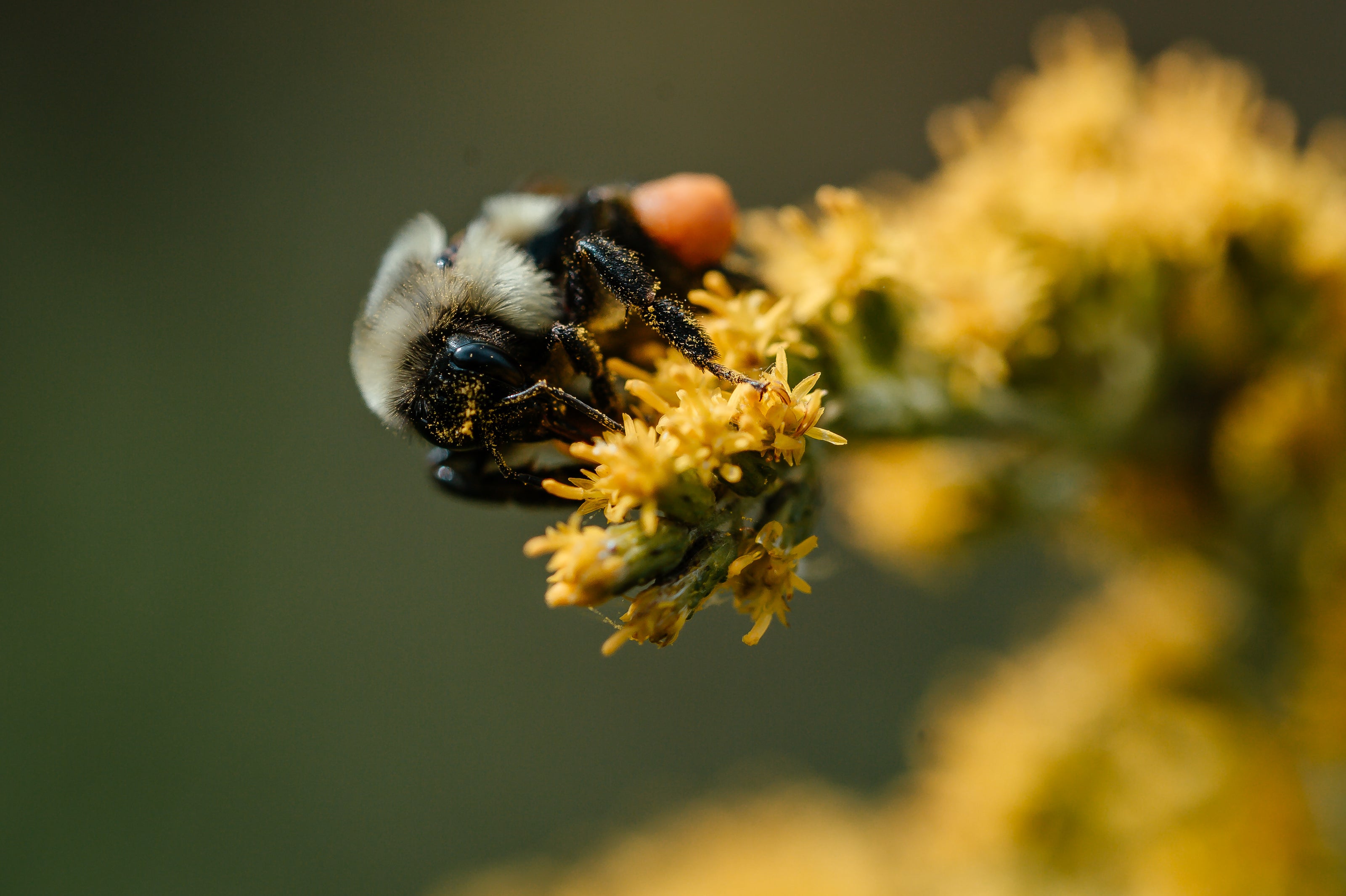 bee-covered-in-yellow-dust - NatureOnMySkin